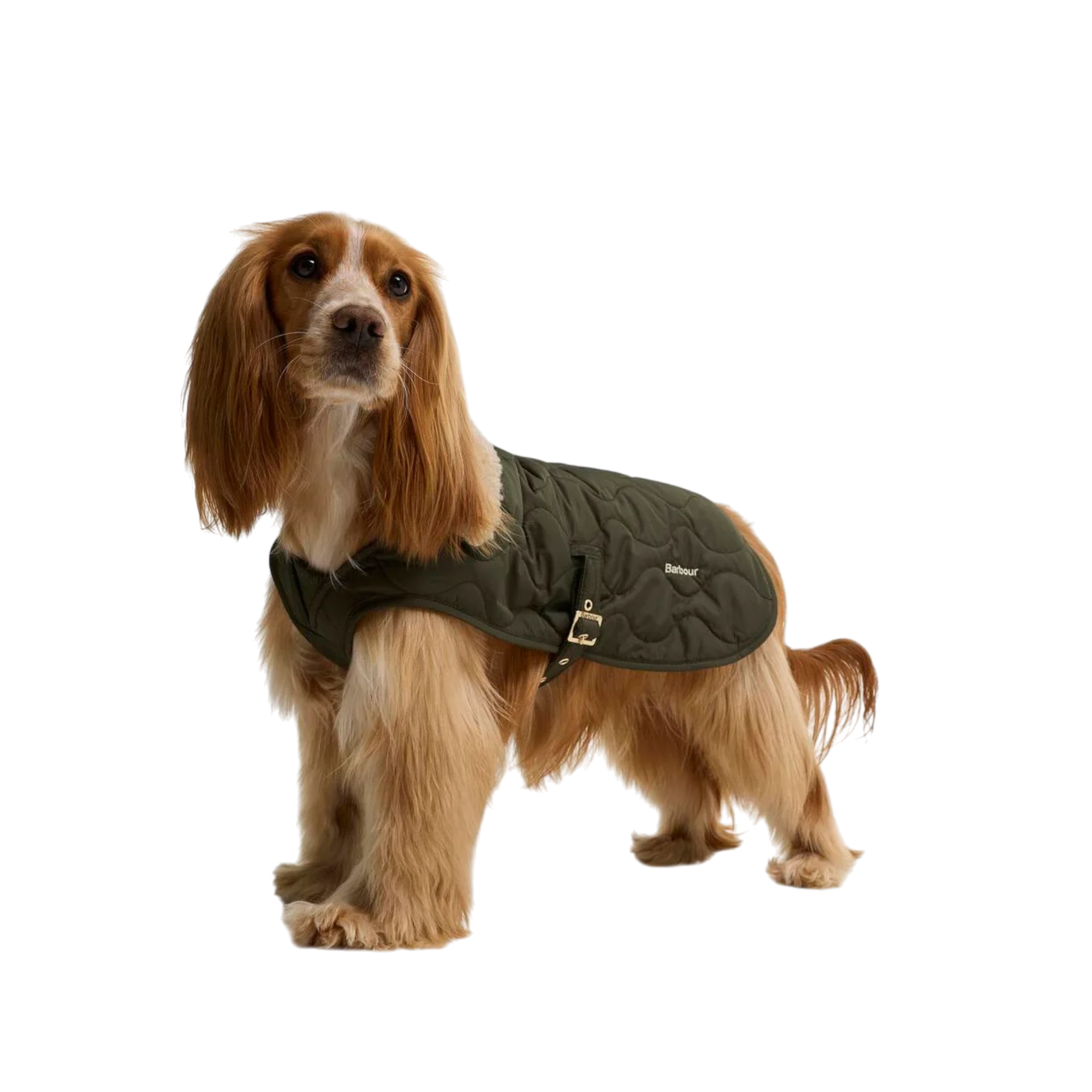 Barbour Beith Quilted Dog Coat
