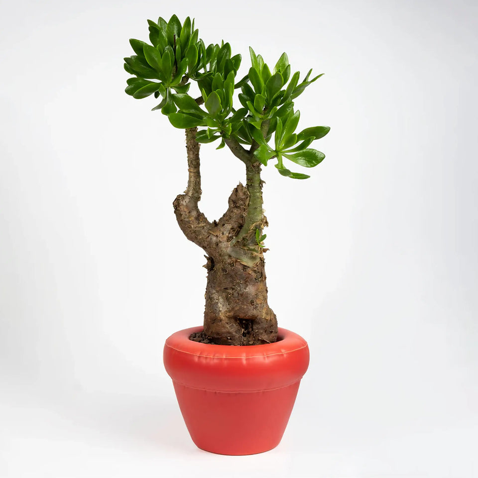 Home Studyo Planter 'PIERRE' Coral